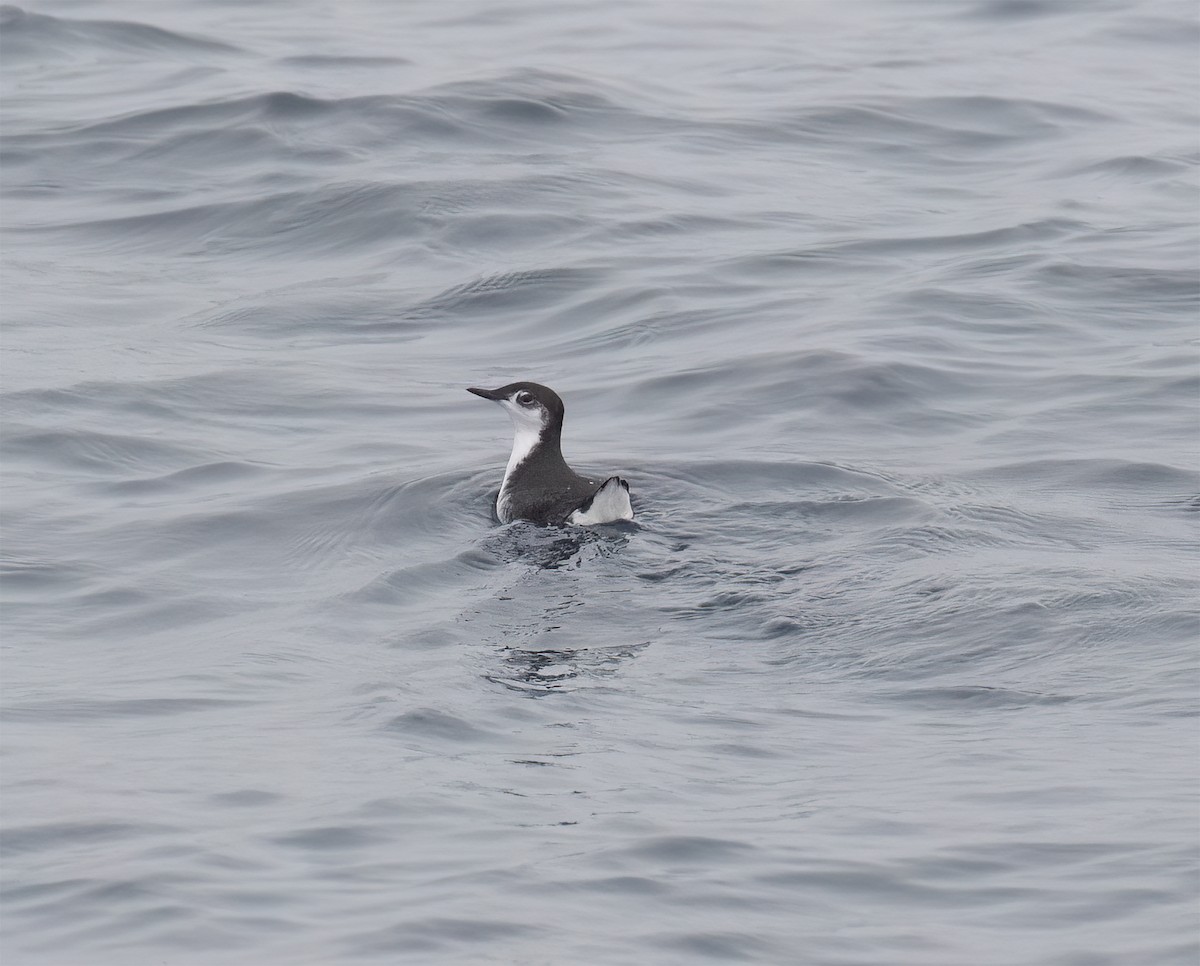 Guadalupe Murrelet - ML640292905