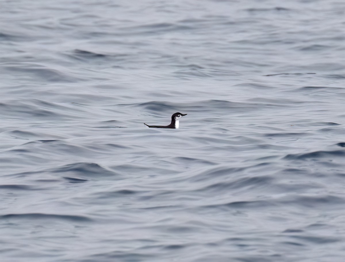 Guadalupe Murrelet - ML640292906