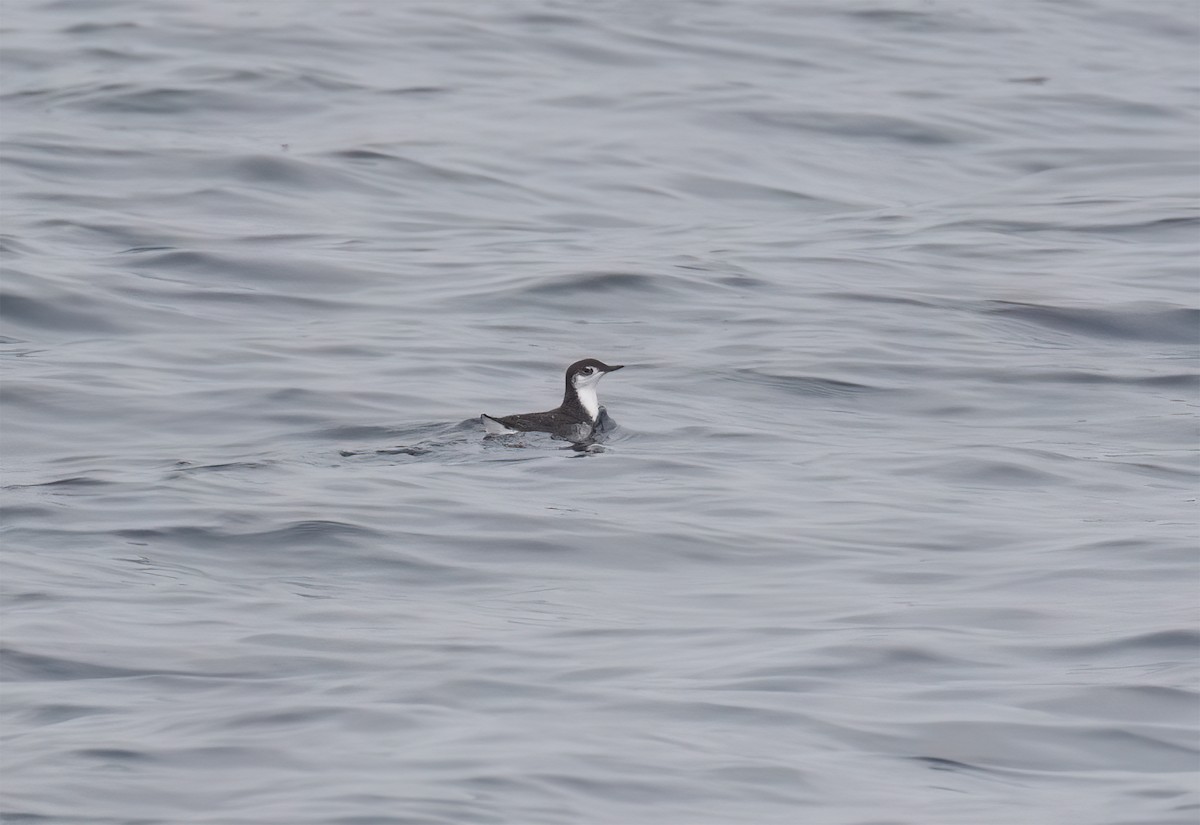 Guadalupe Murrelet - ML640292907