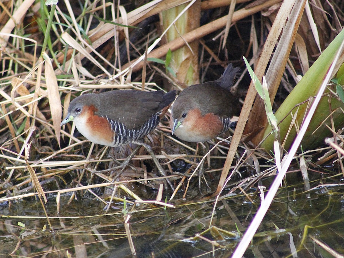 Rufous-sided Crake - ML640292913