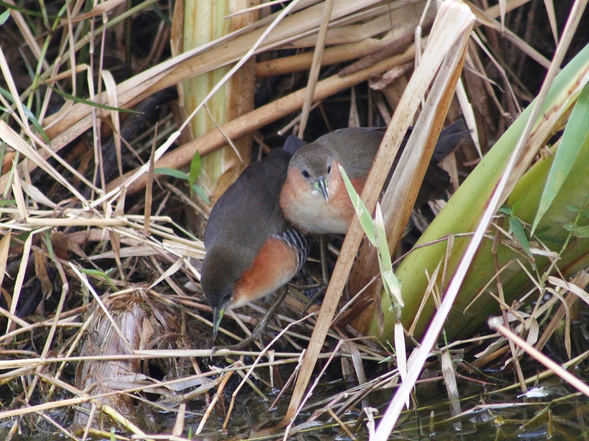 Rufous-sided Crake - ML640292914