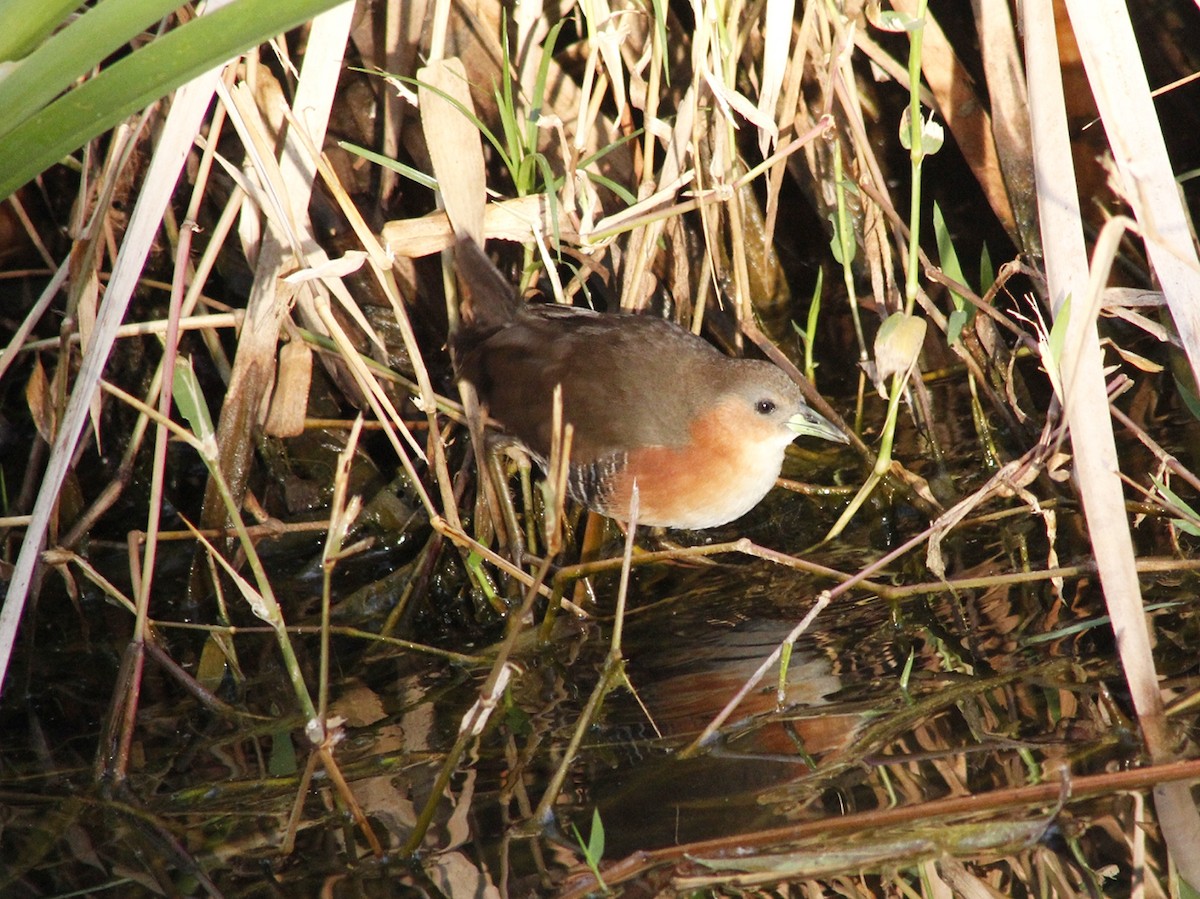 Rufous-sided Crake - ML640292915