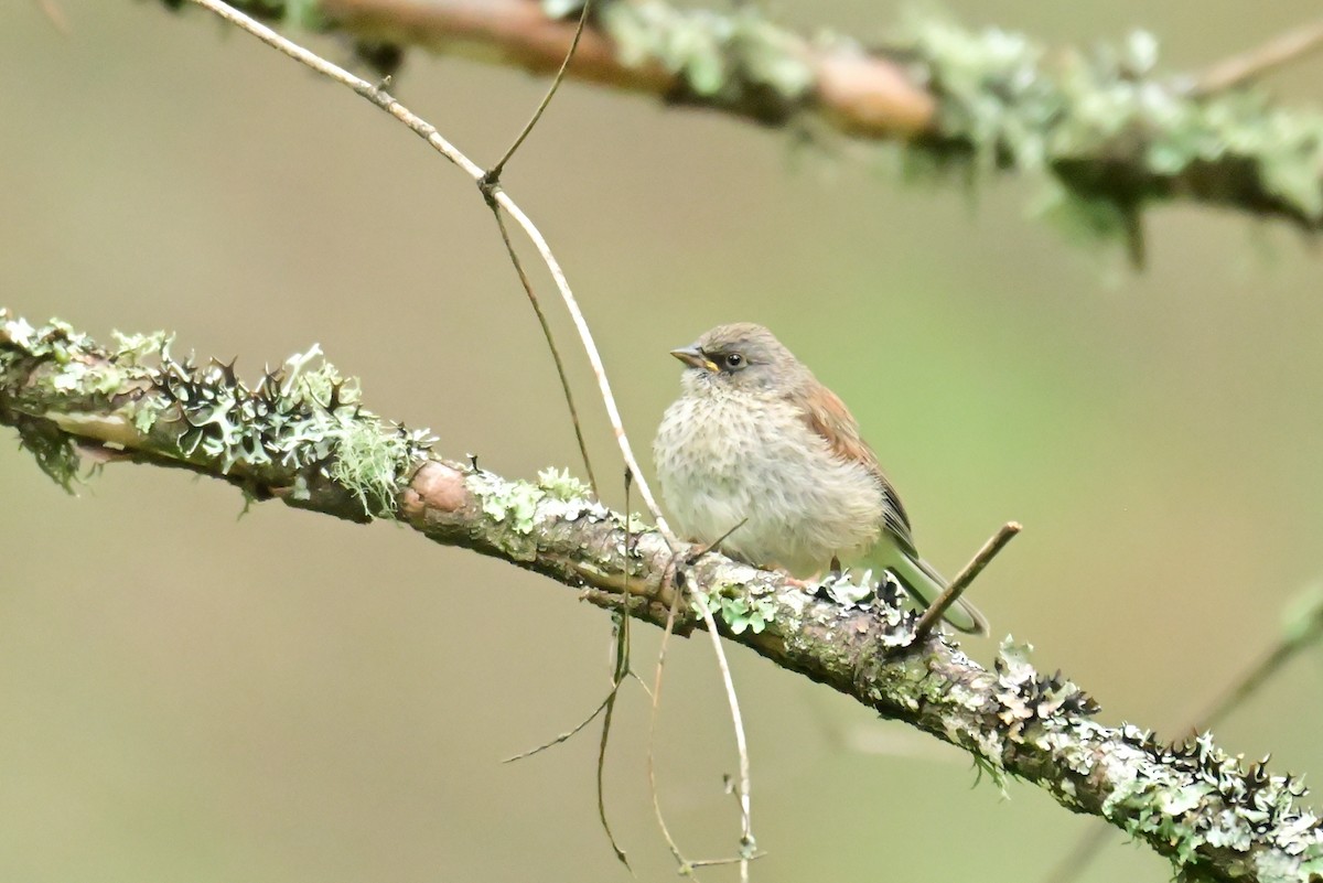 Yellow-eyed Junco - ML640292925