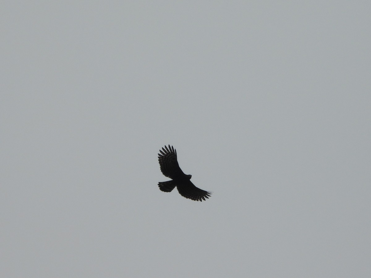Black Hawk-Eagle - ML640292929