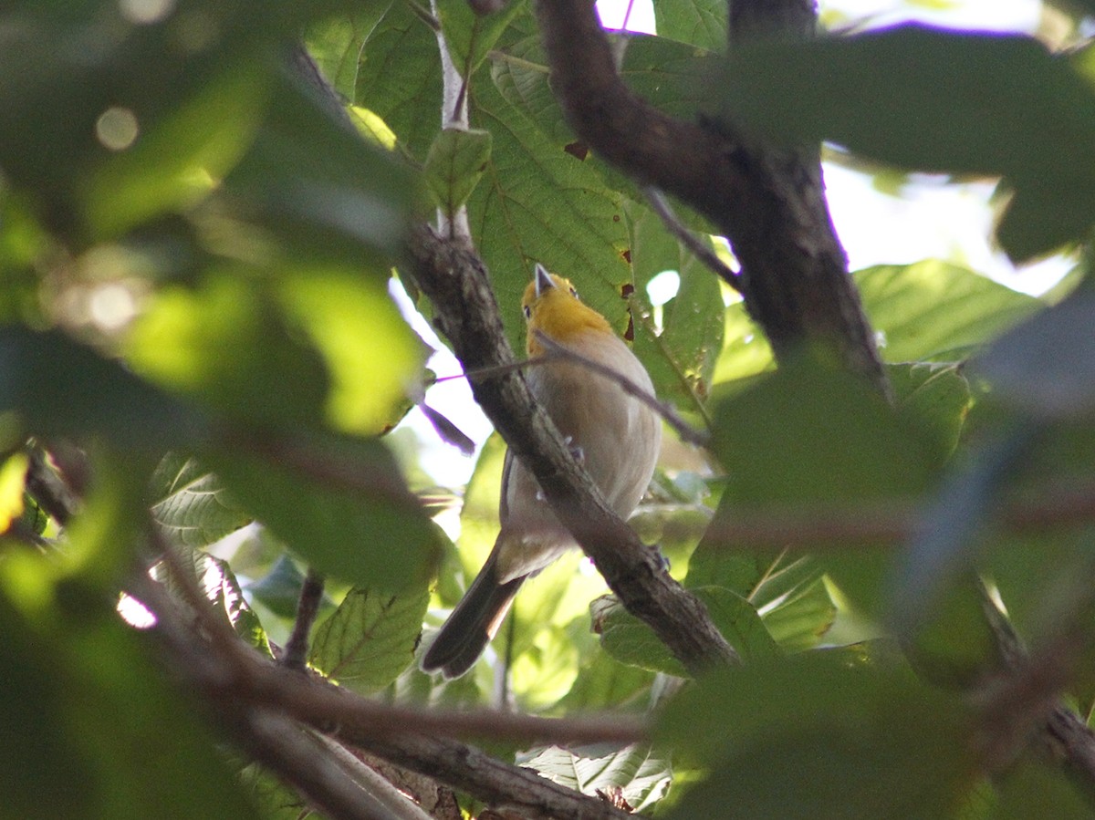 Orange-headed Tanager - ML640292936