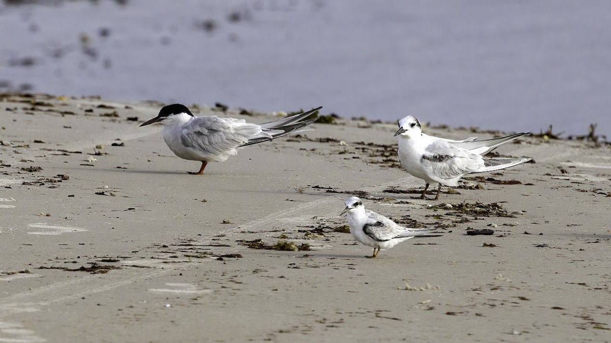Roseate Tern - ML640292937