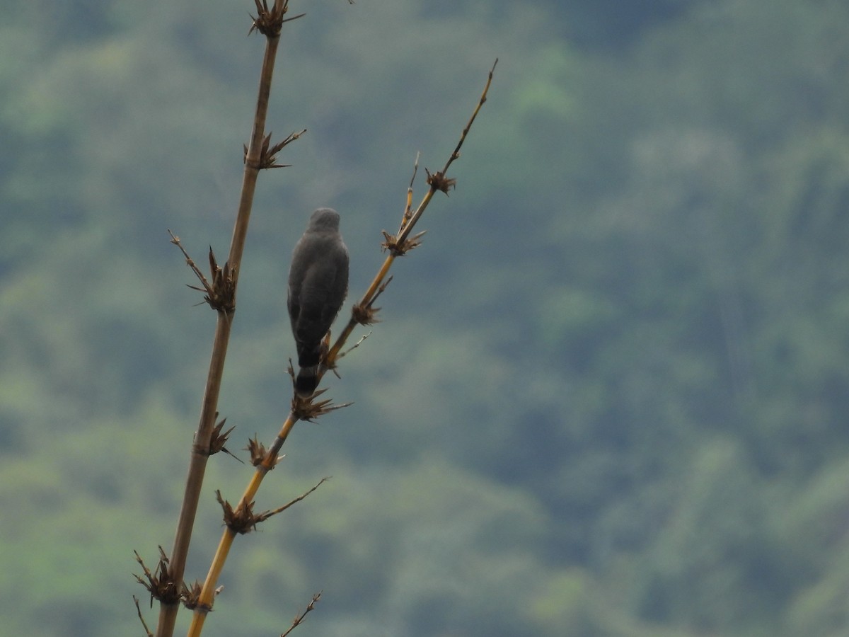 Roadside Hawk - ML640292943