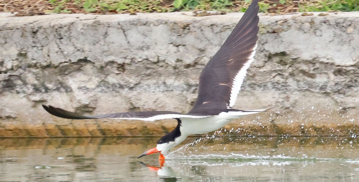 Black Skimmer - ML640292967