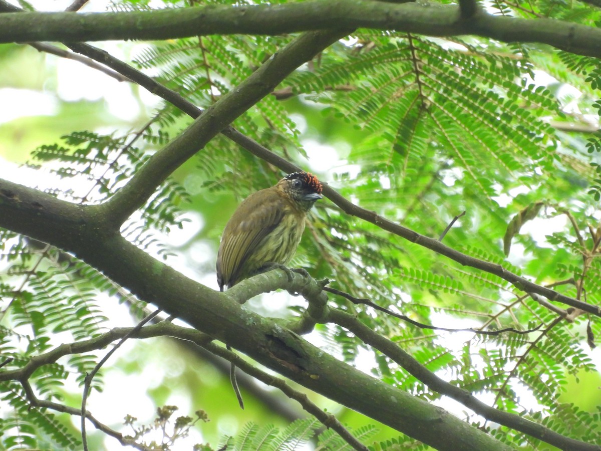 Olivaceous Piculet - ML640292980