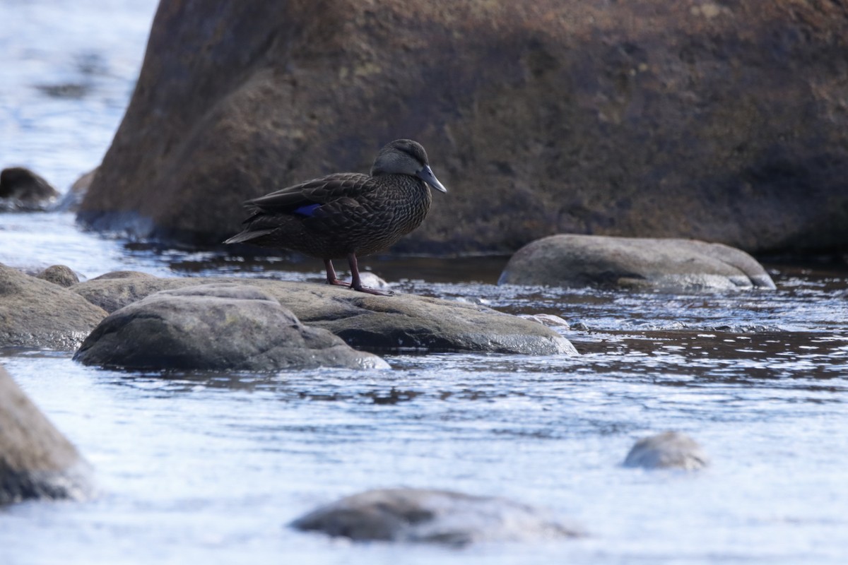 American Black Duck - ML640293000