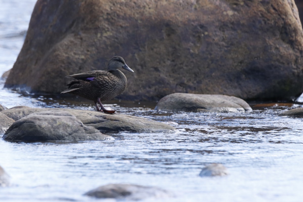 American Black Duck - ML640293001