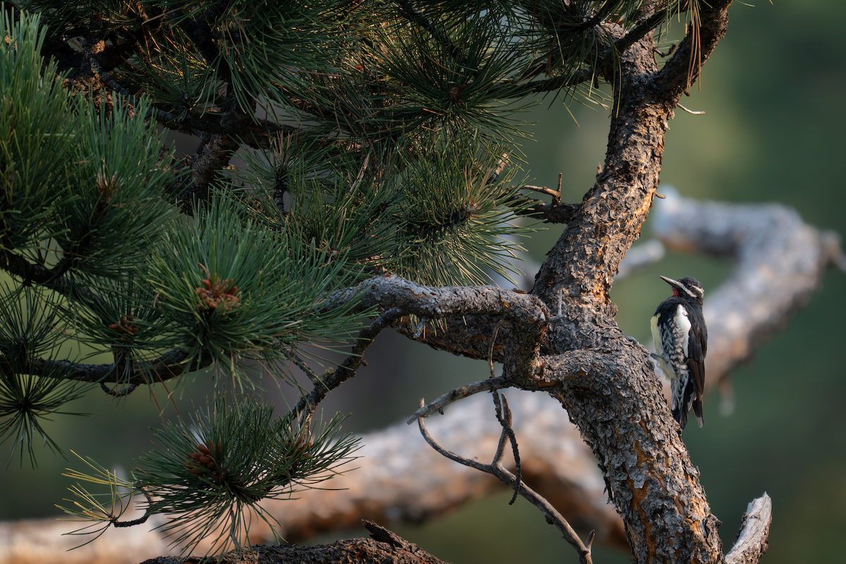 Williamson's Sapsucker - ML640293004