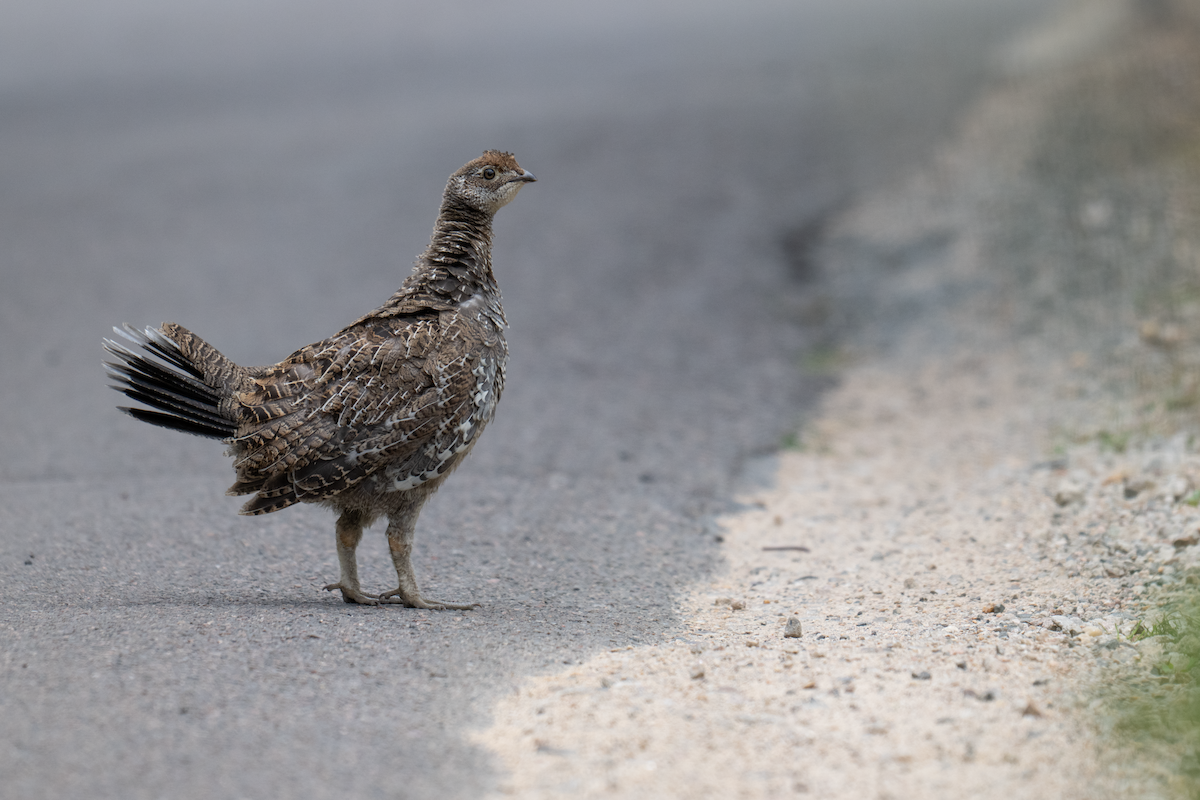 Dusky Grouse - ML640293039