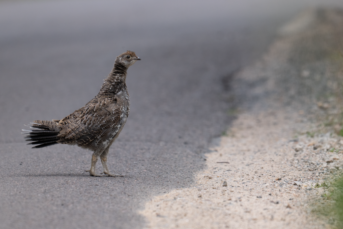 Dusky Grouse - ML640293040