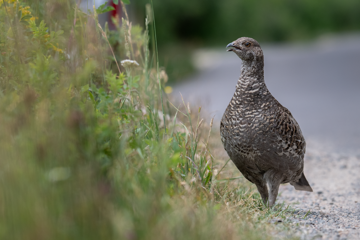Dusky Grouse - ML640293041