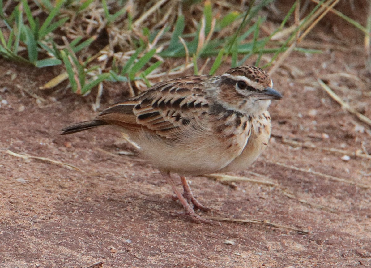 Fawn-colored Lark (Foxy) - ML640293052