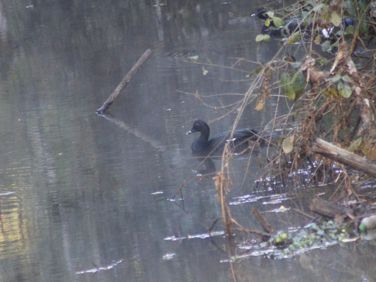 Muscovy Duck - ML640293074
