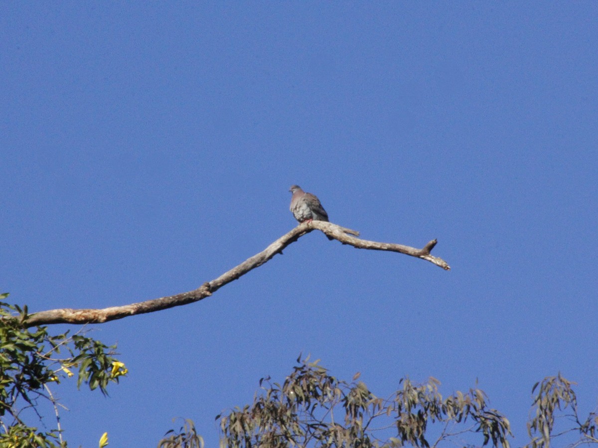 Pale-vented Pigeon - ML640293084