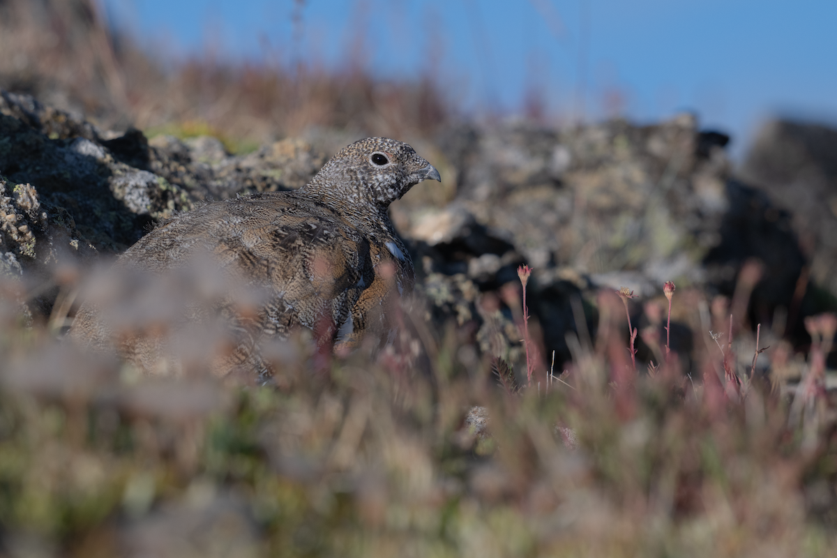 White-tailed Ptarmigan - ML640293091