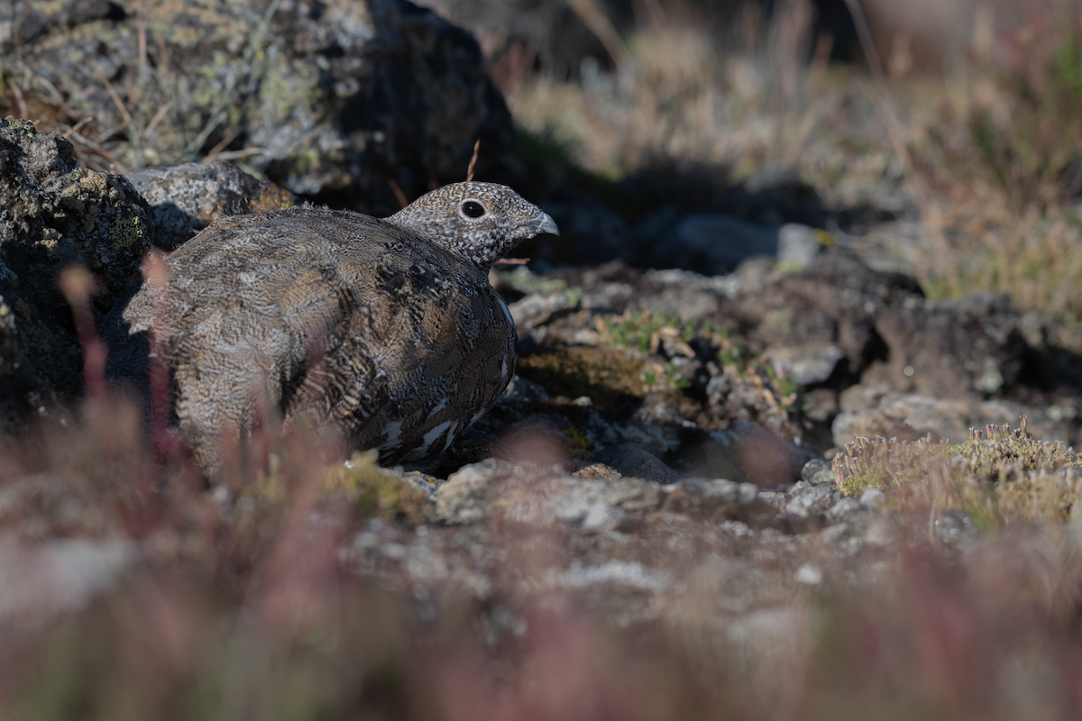 White-tailed Ptarmigan - ML640293092