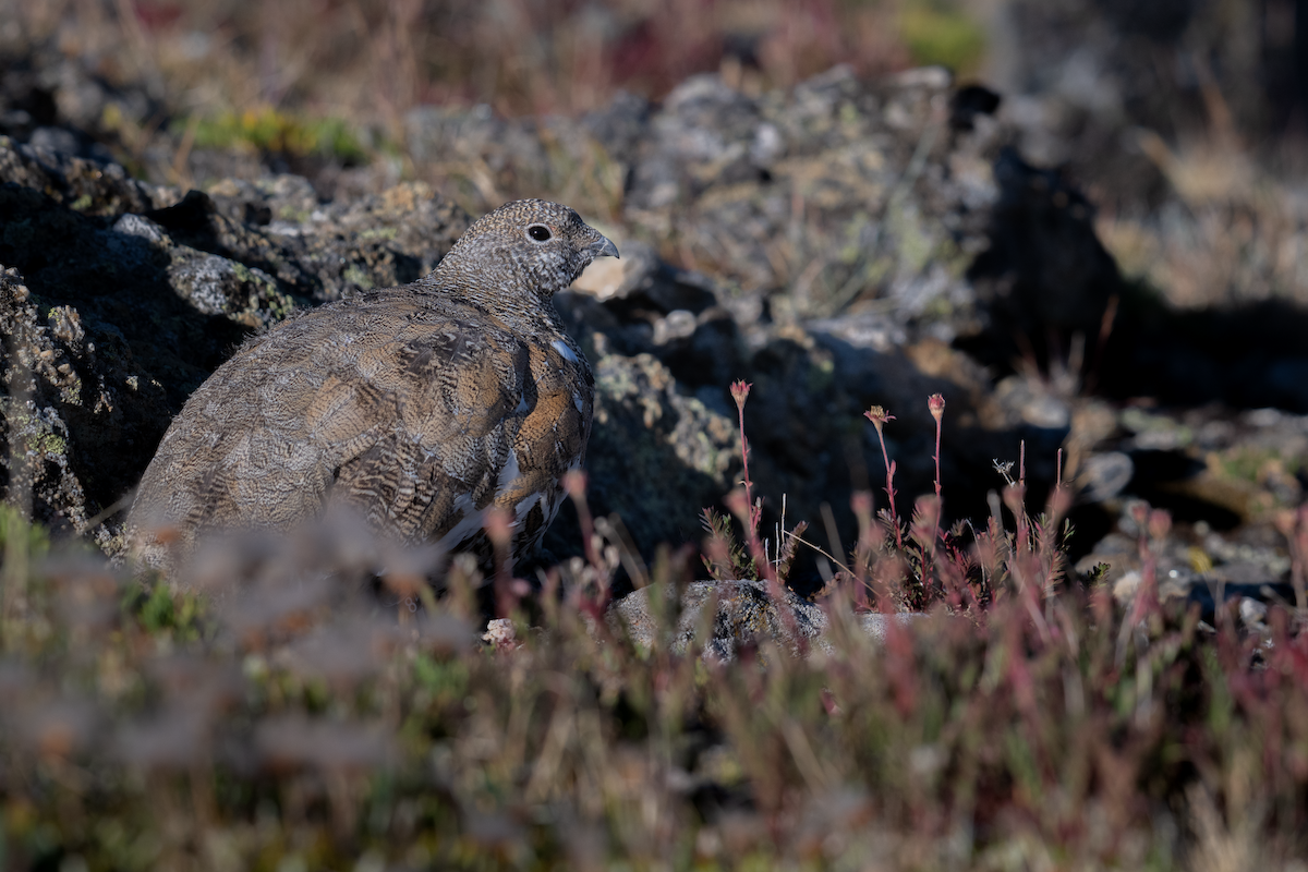 White-tailed Ptarmigan - ML640293093