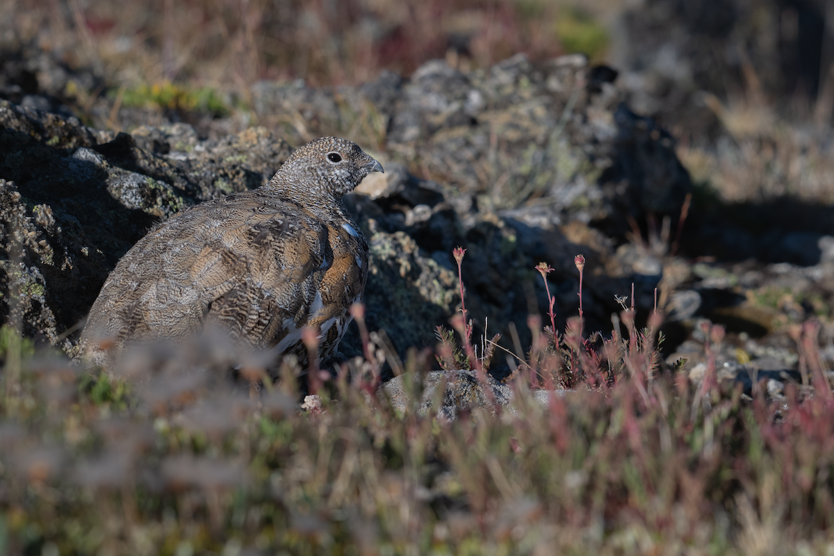 White-tailed Ptarmigan - ML640293094