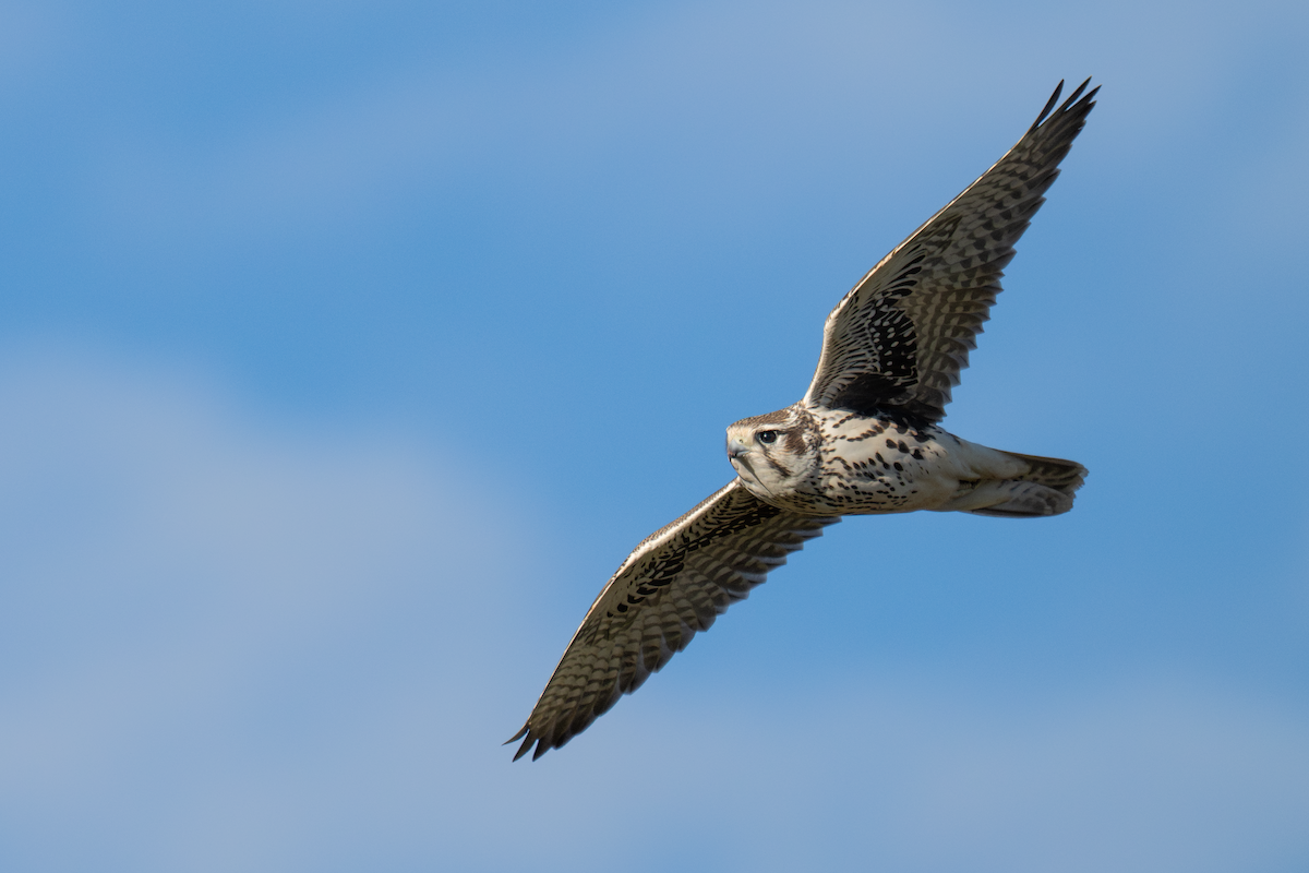 Prairie Falcon - ML640293104