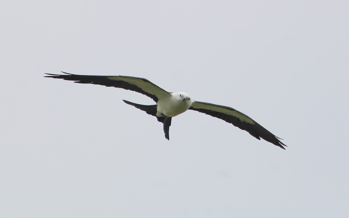 Swallow-tailed Kite - ML640293113