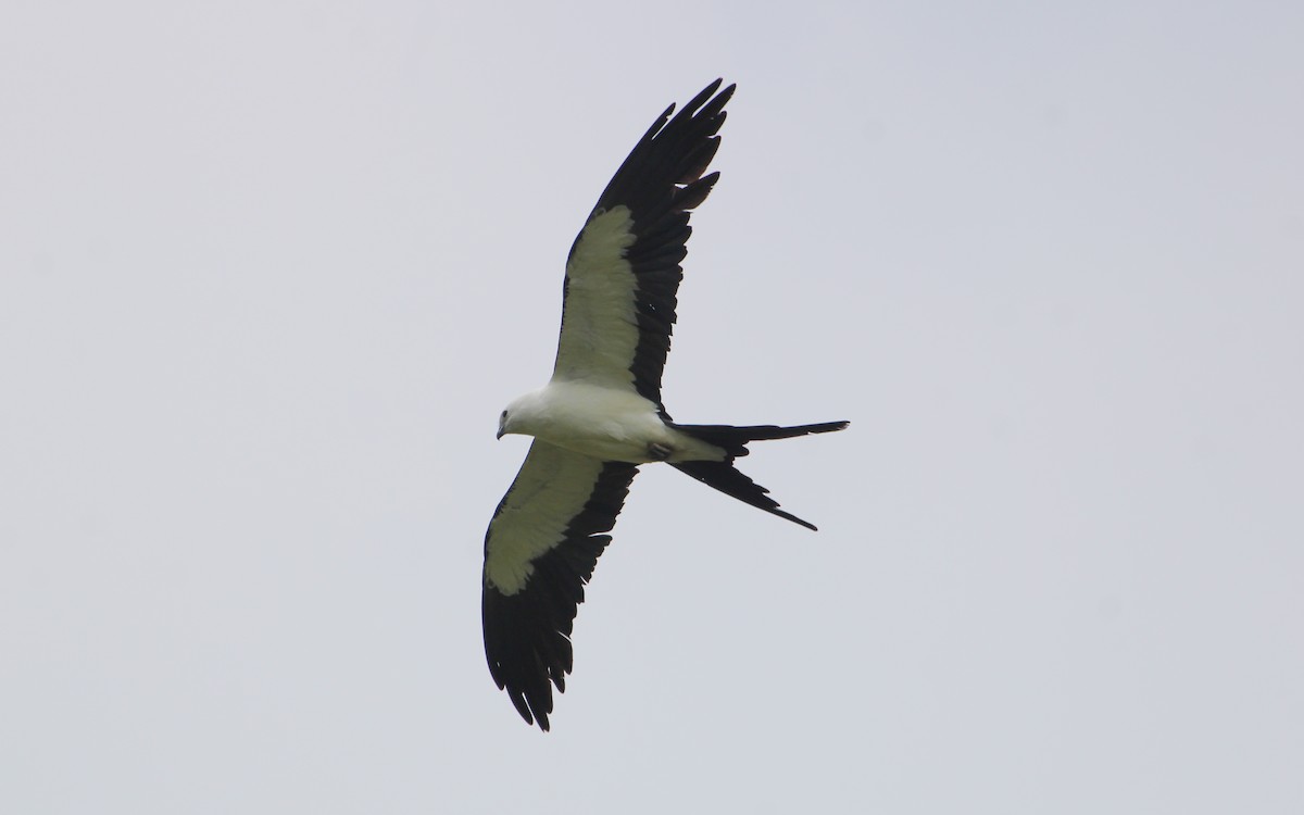 Swallow-tailed Kite - ML640293120