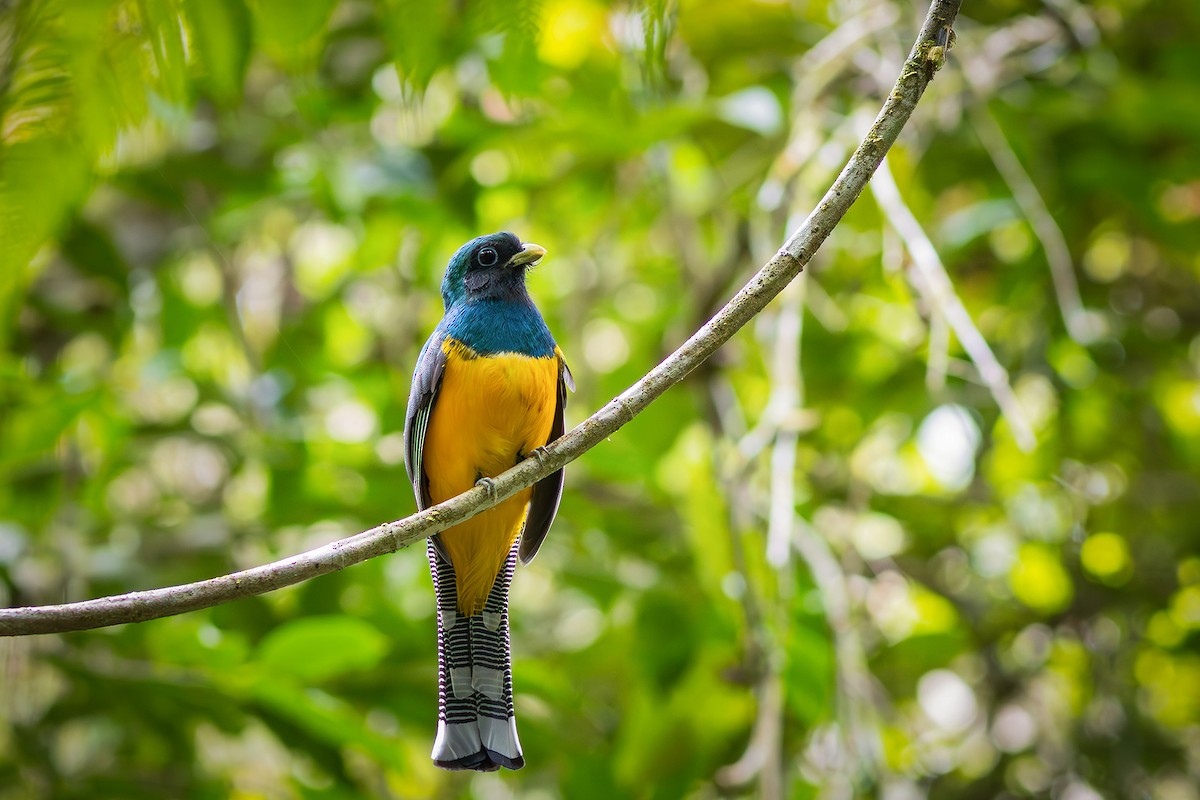 Atlantic Black-throated Trogon - ML640293127