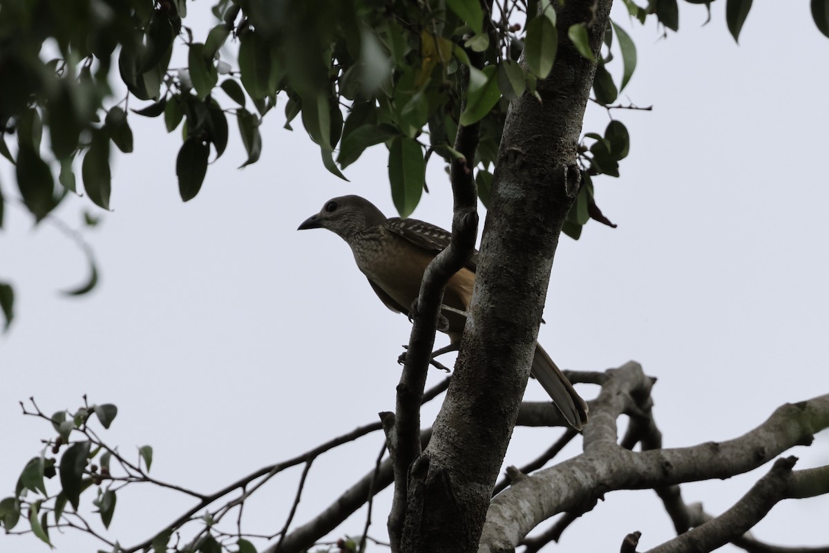 Fawn-breasted Bowerbird - ML640293192