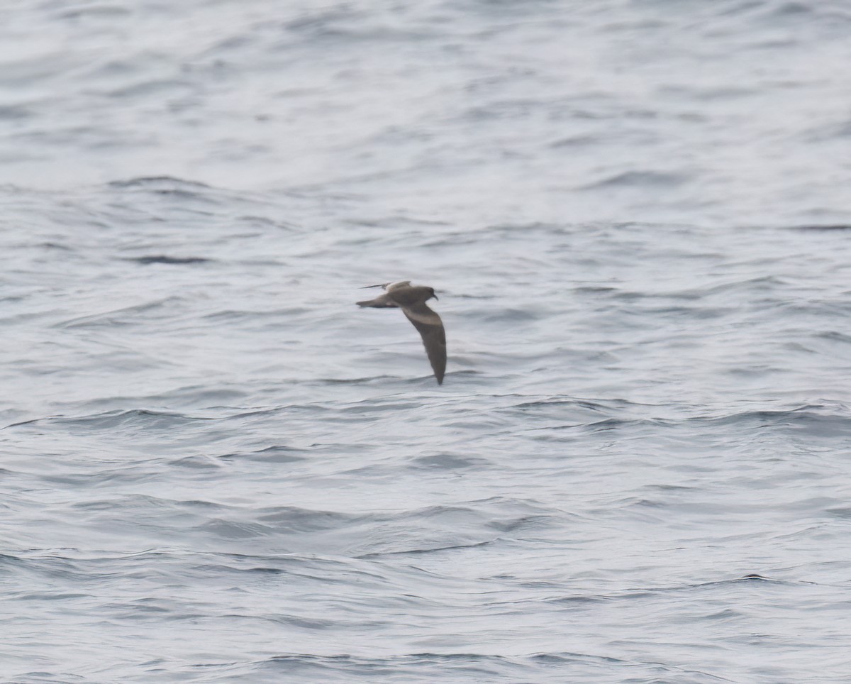 Leach's Storm-Petrel (Chapman's) - ML640293212