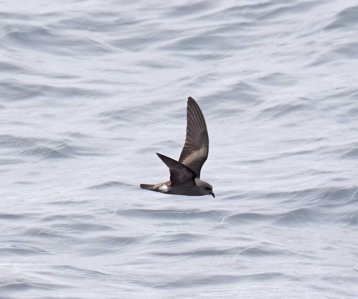 Leach's Storm-Petrel (Chapman's) - ML640293214