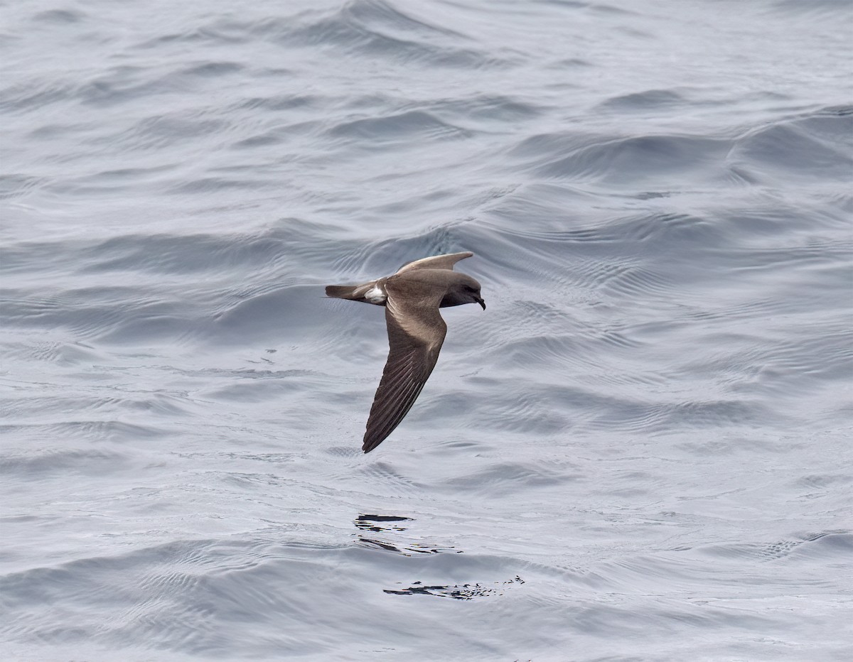 Leach's Storm-Petrel (Chapman's) - ML640293216