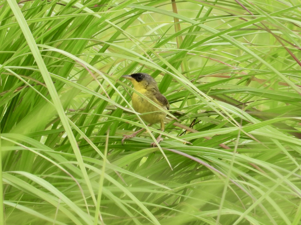 Gray-crowned Yellowthroat - ML640293221