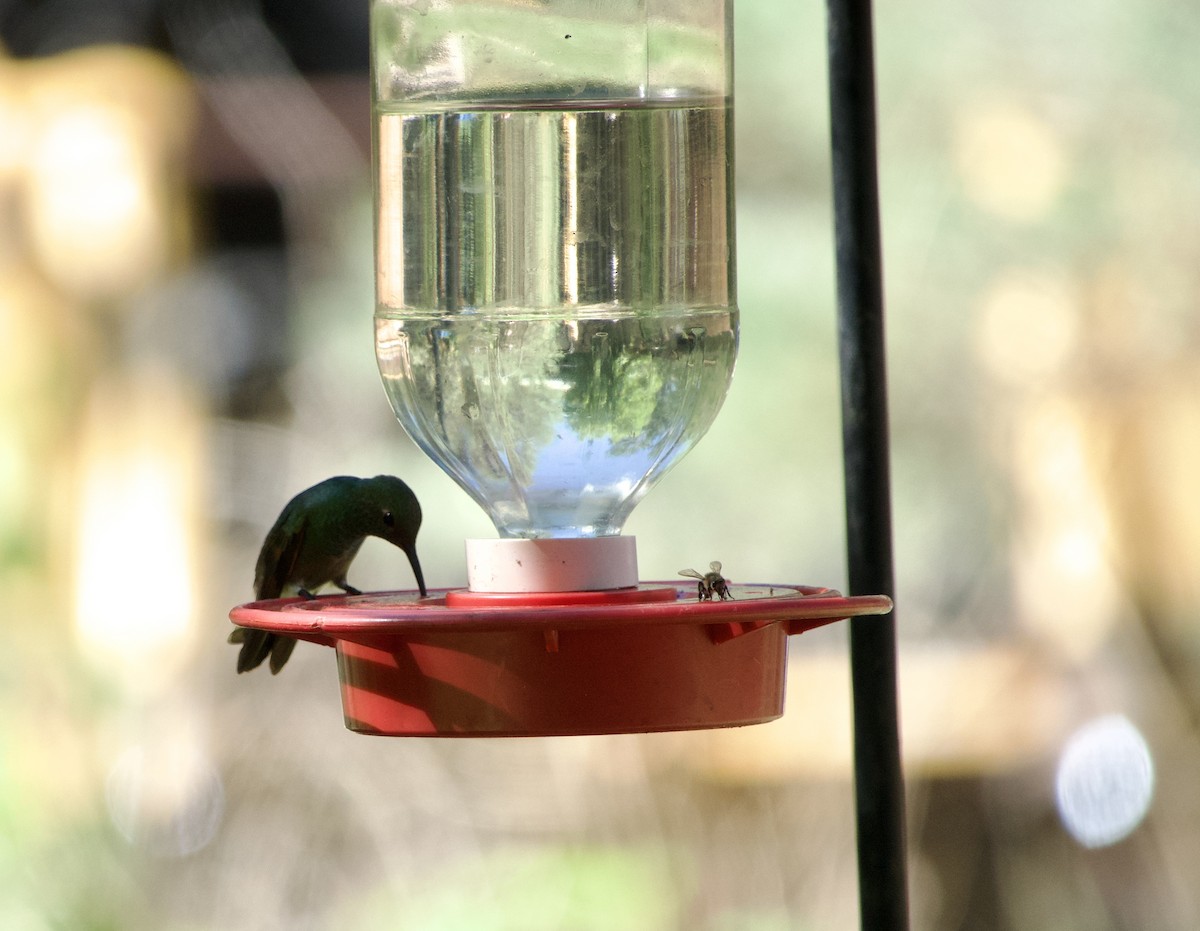 Berylline Hummingbird - ML640293235