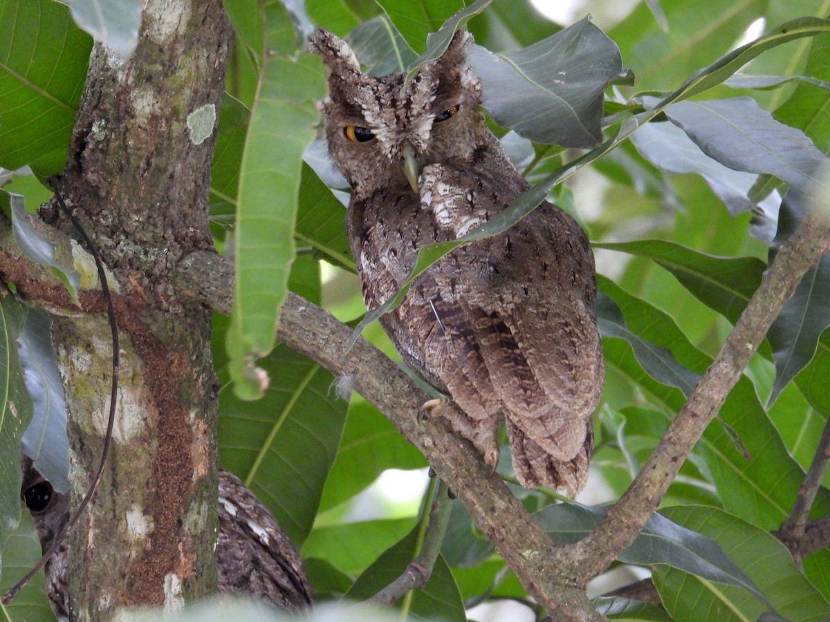 Pacific Screech-Owl - ML640293239