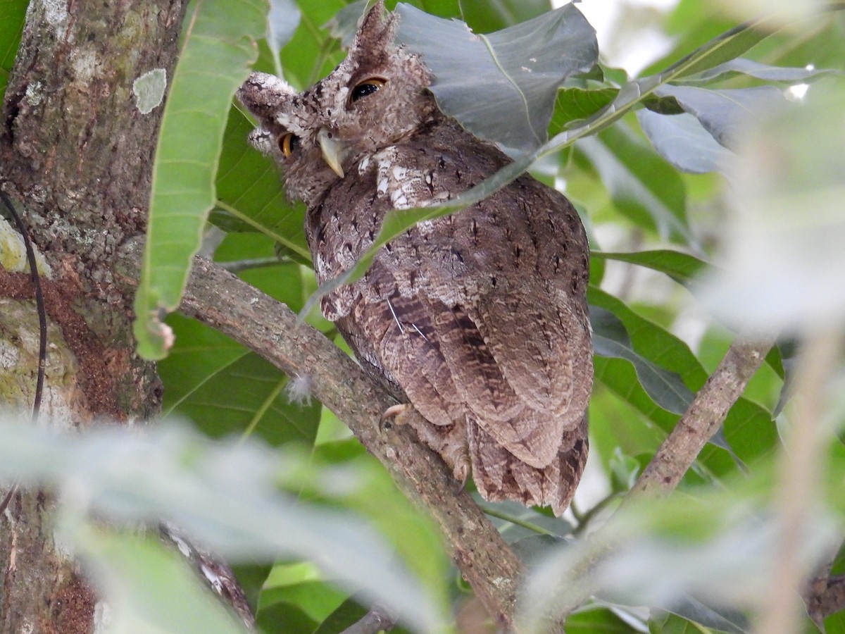 Pacific Screech-Owl - ML640293240