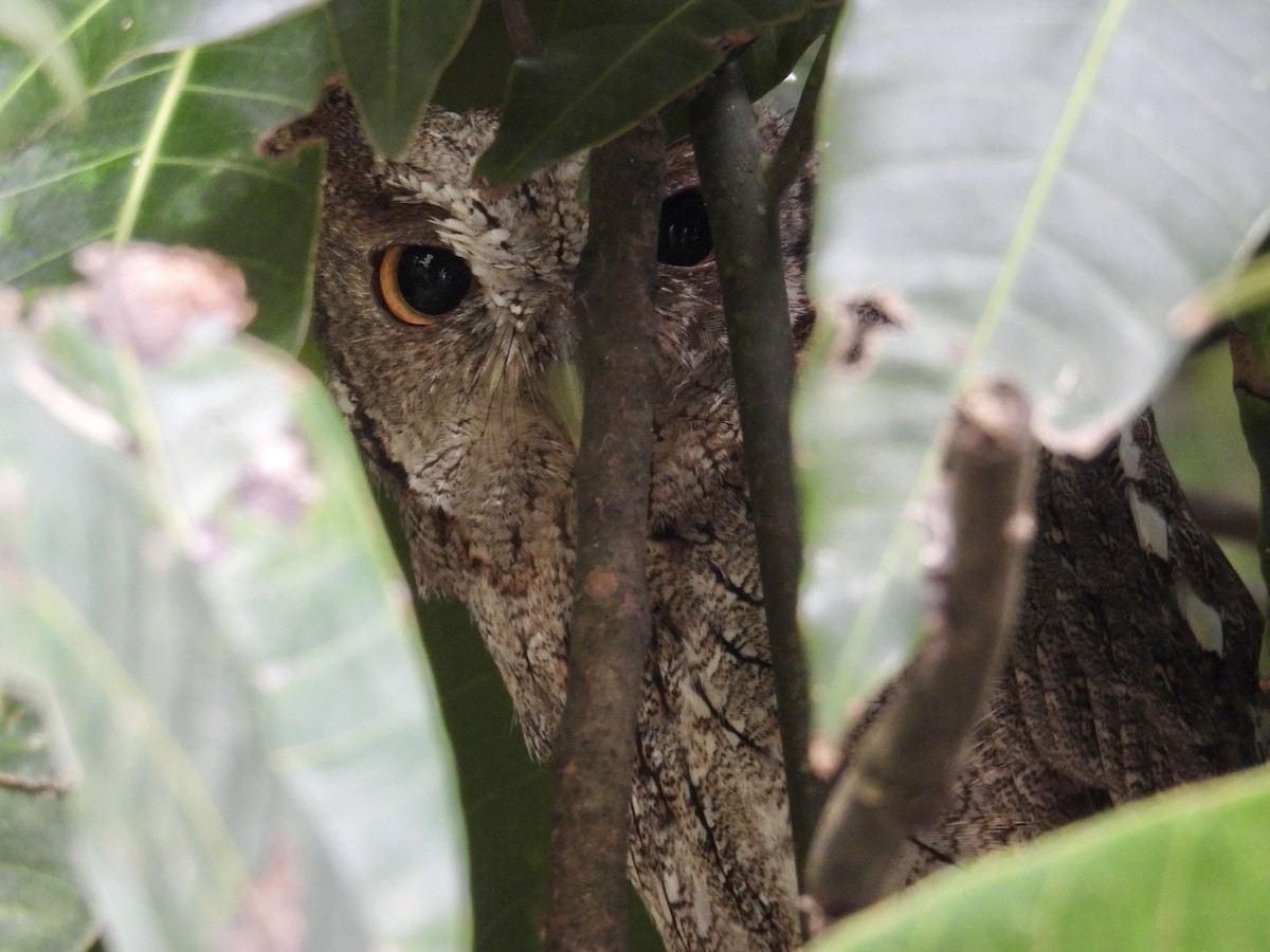 Pacific Screech-Owl - ML640293241