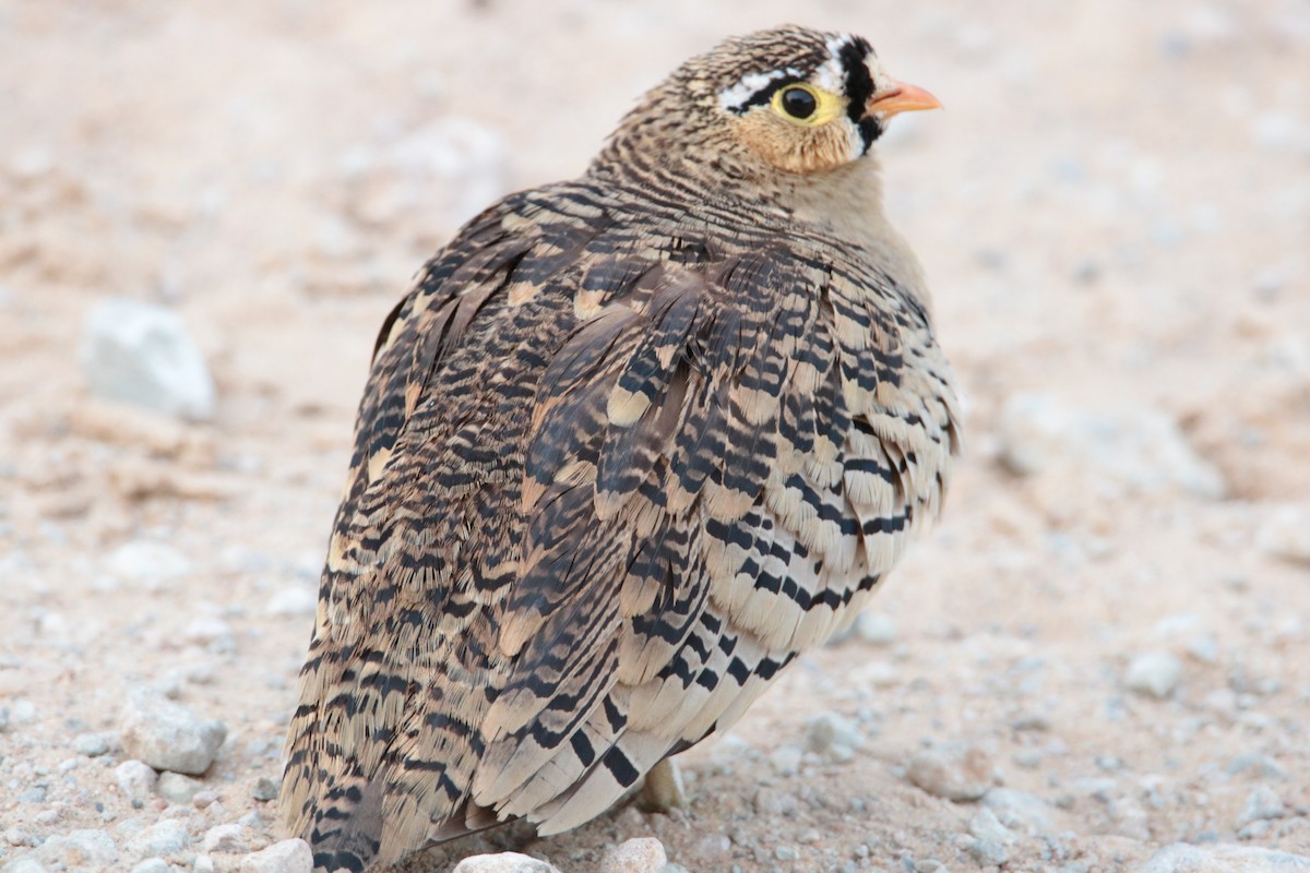 Black-faced Sandgrouse - ML640293259