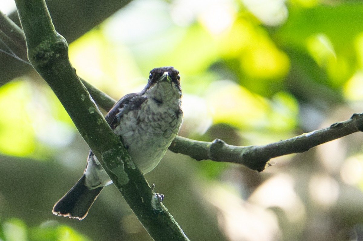 African Forest-Flycatcher - ML640293268