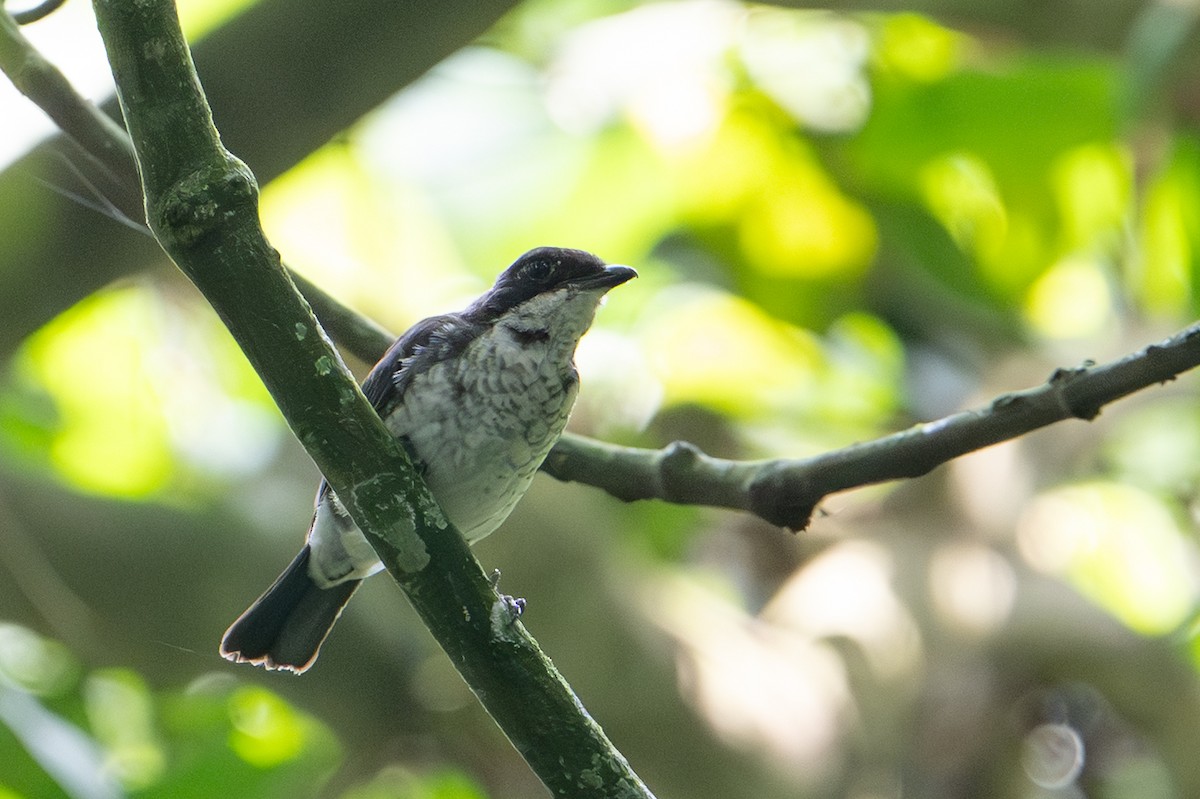 African Forest-Flycatcher - ML640293269