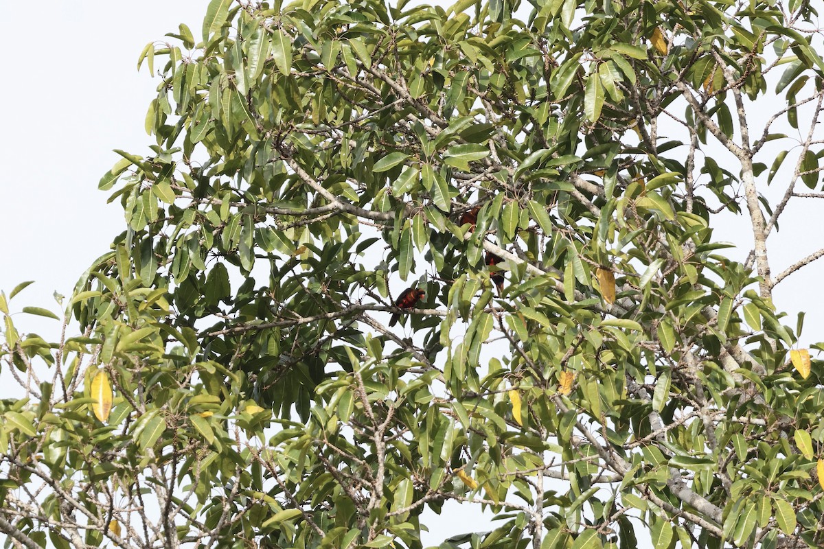 Dusky Lory - ML640293271