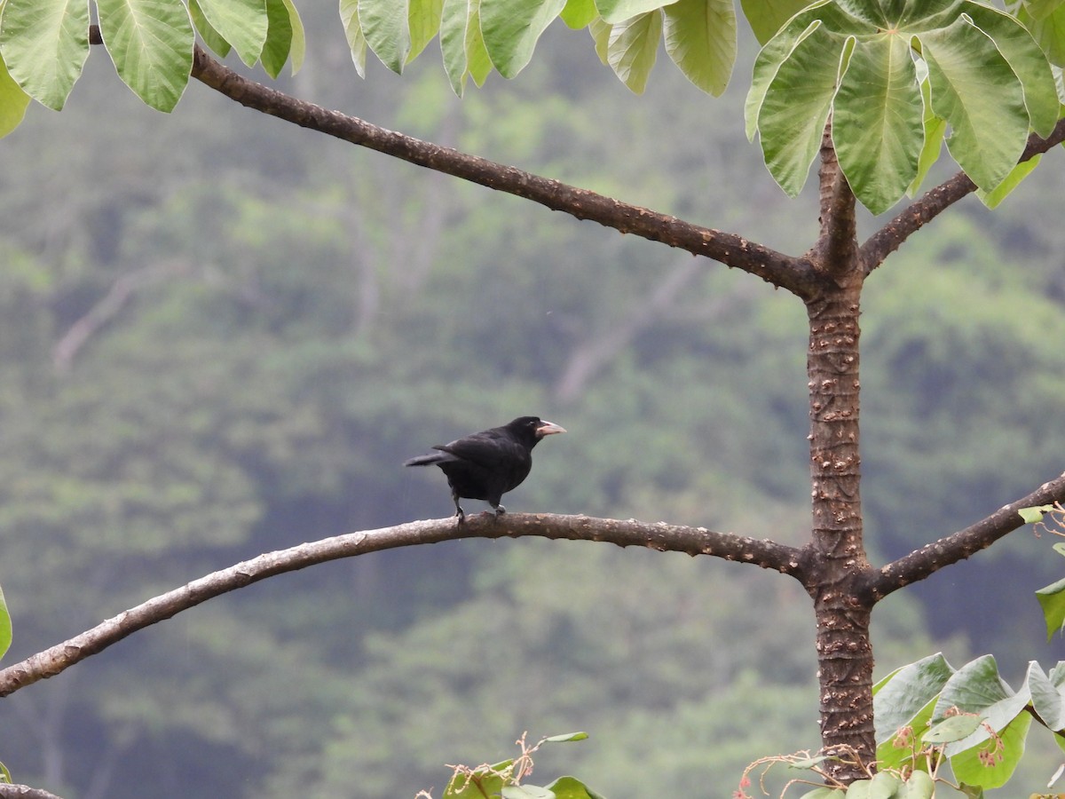 Yellow-billed Cacique - ML640293285
