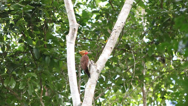 Ringed Woodpecker (Atlantic Black-breasted) - ML640293307