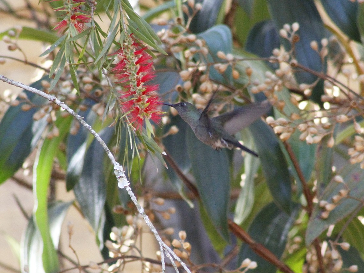 Sombre Hummingbird - ML640293311