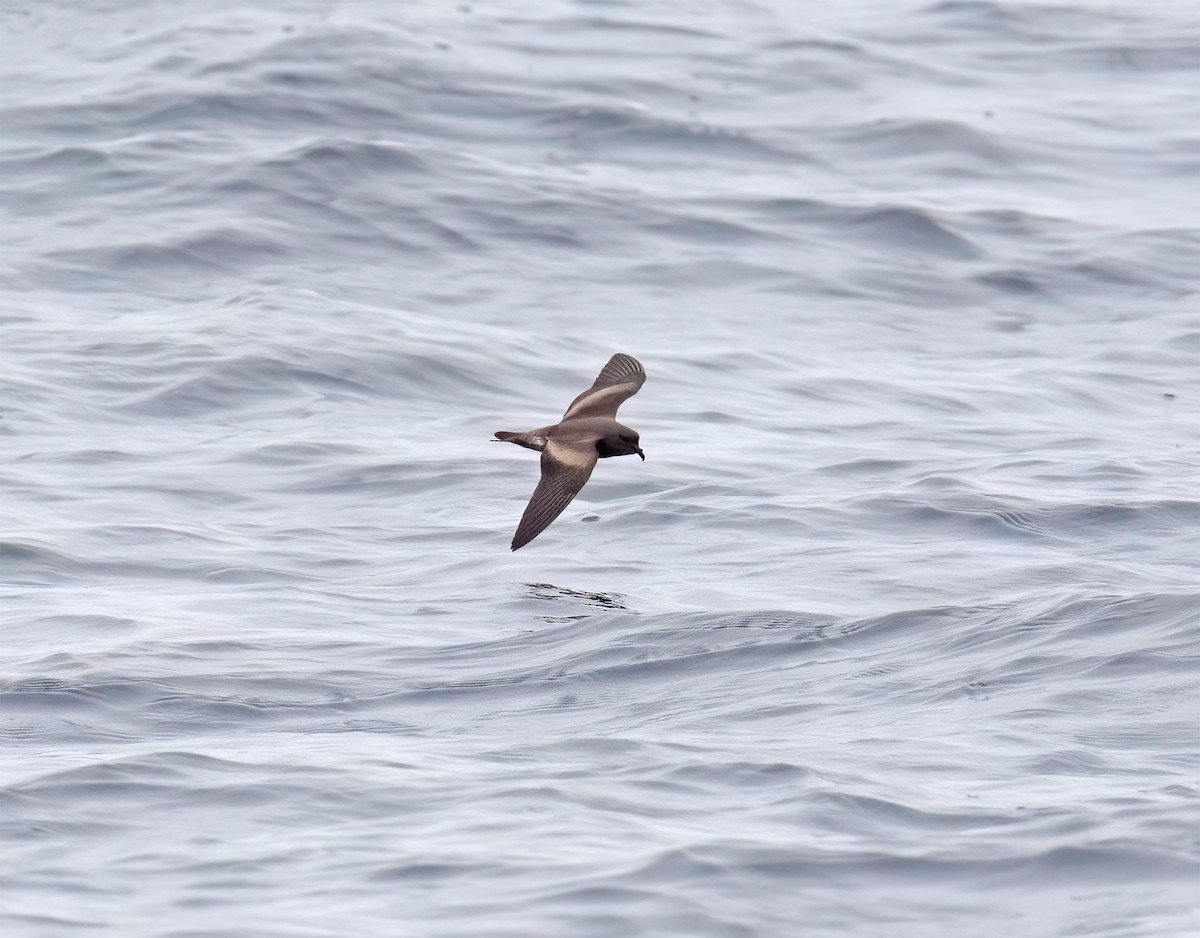 Leach's Storm-Petrel (Chapman's) - ML640293317