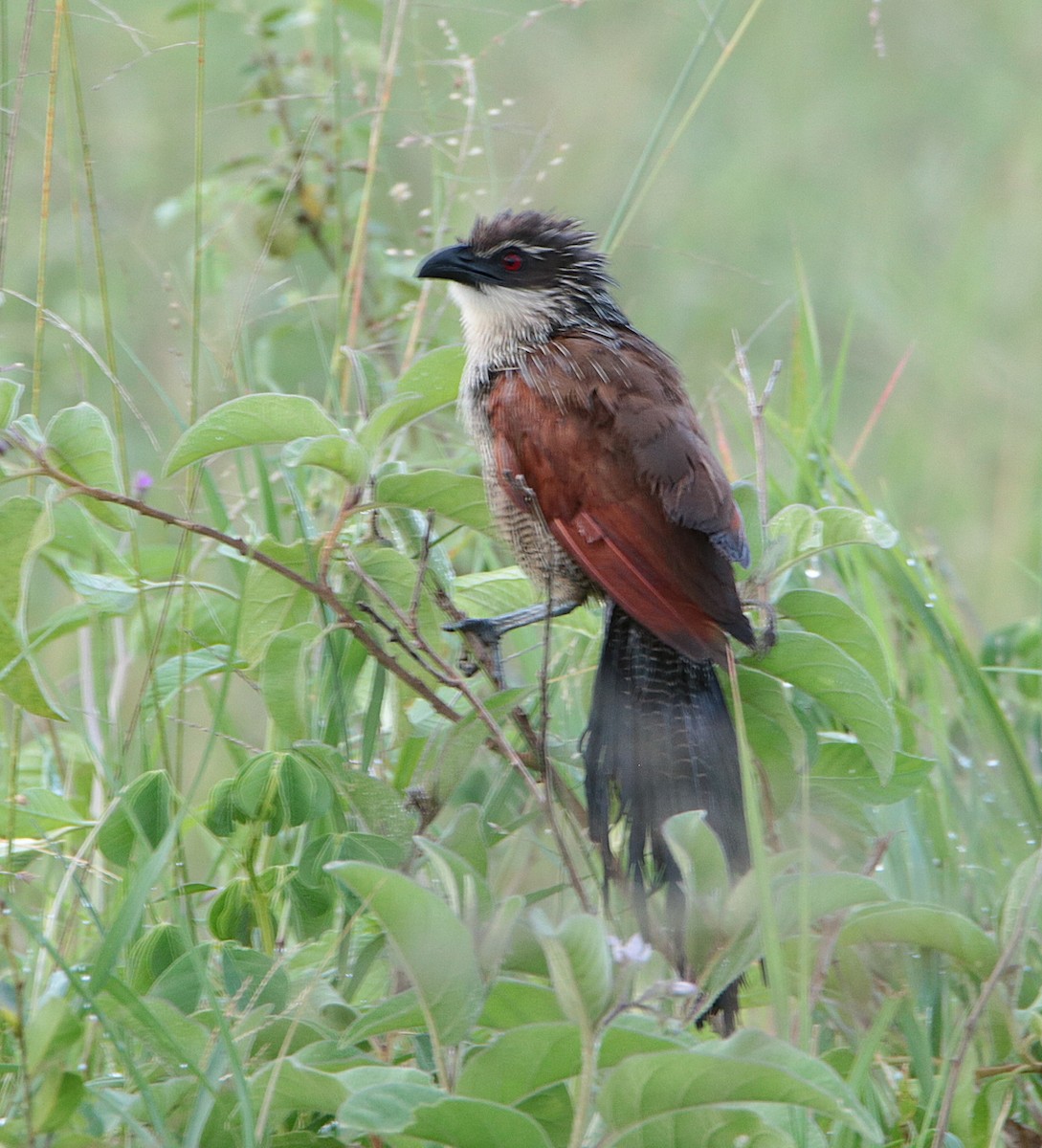 White-browed Coucal - ML640293320
