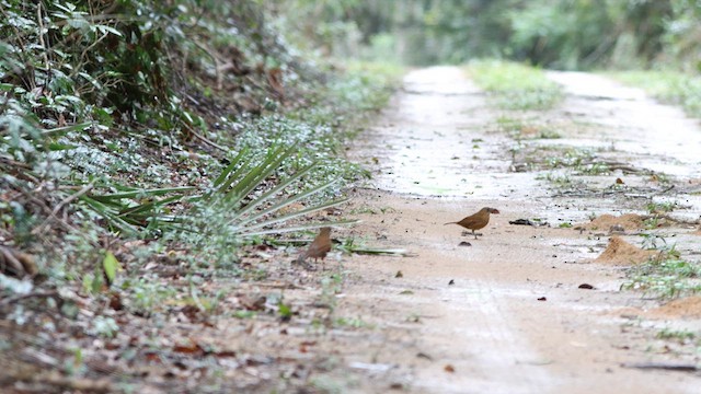 Cocoa Thrush - ML640293338