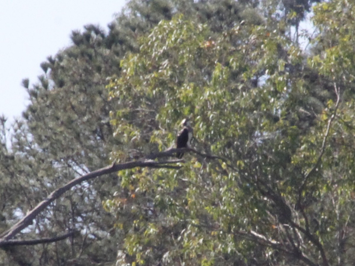 Osprey - ML640293341